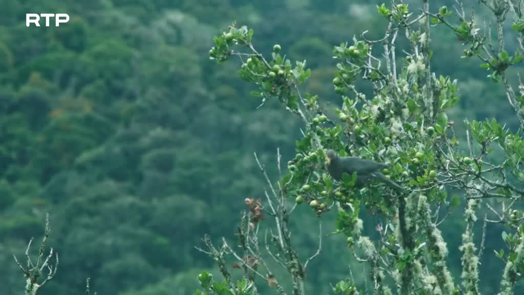 Imagem de Selvas do Mundo - A Floresta na Nuvens