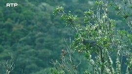 Imagem de A Floresta na Nuvens