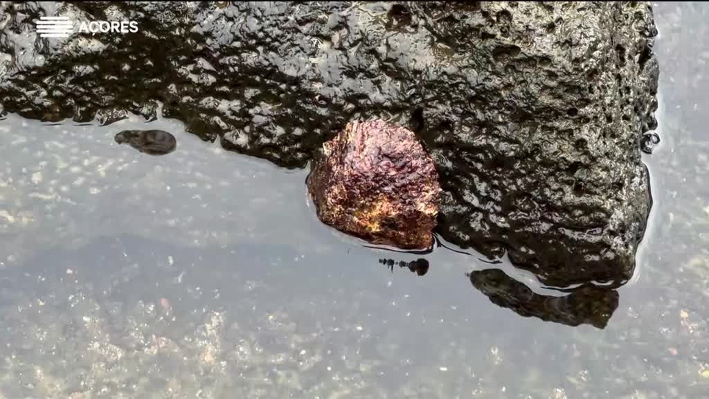 Imagem de Sabores das Ilhas - 2024 - Lajes | Pico