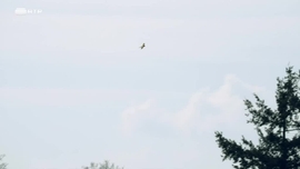 Imagem de (Des)Extinção: Uma Nova Esperança?