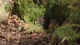 Imagem de Tigre da Sib�ria: O Reino Secreto