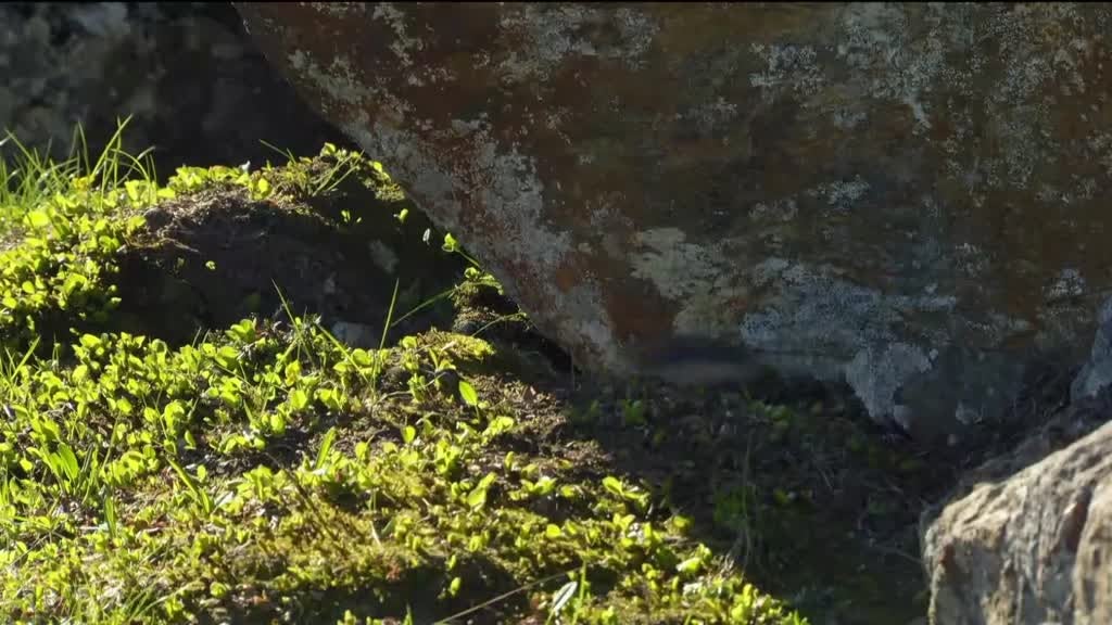 Imagem de Reinos do Sol: Os Polos