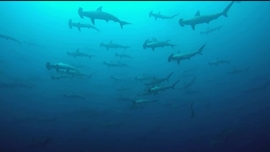 Imagem de Mares de Tubarões