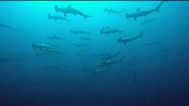 Imagem de Mares de Tubarões