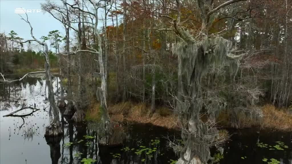 Imagem de Mare TV: A Costa da Carolina do Norte