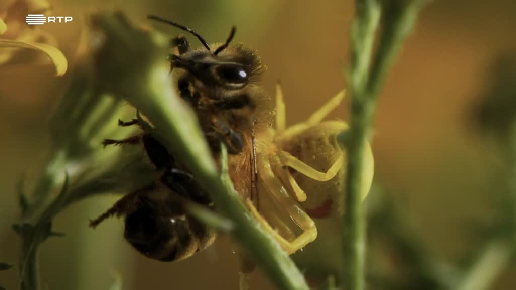 Imagem de Paraíso Verde no Deserto de Pedra