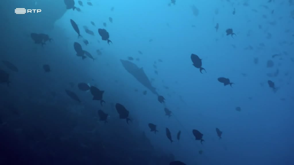 Imagem de Maldivas: O Reino Aquático do Oceano Í - Planadores Abissais