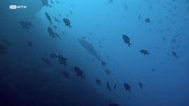 Imagem de Planadores Abissais