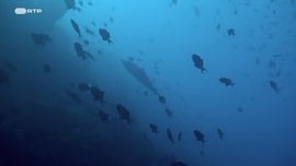 Imagem de Planadores Abissais