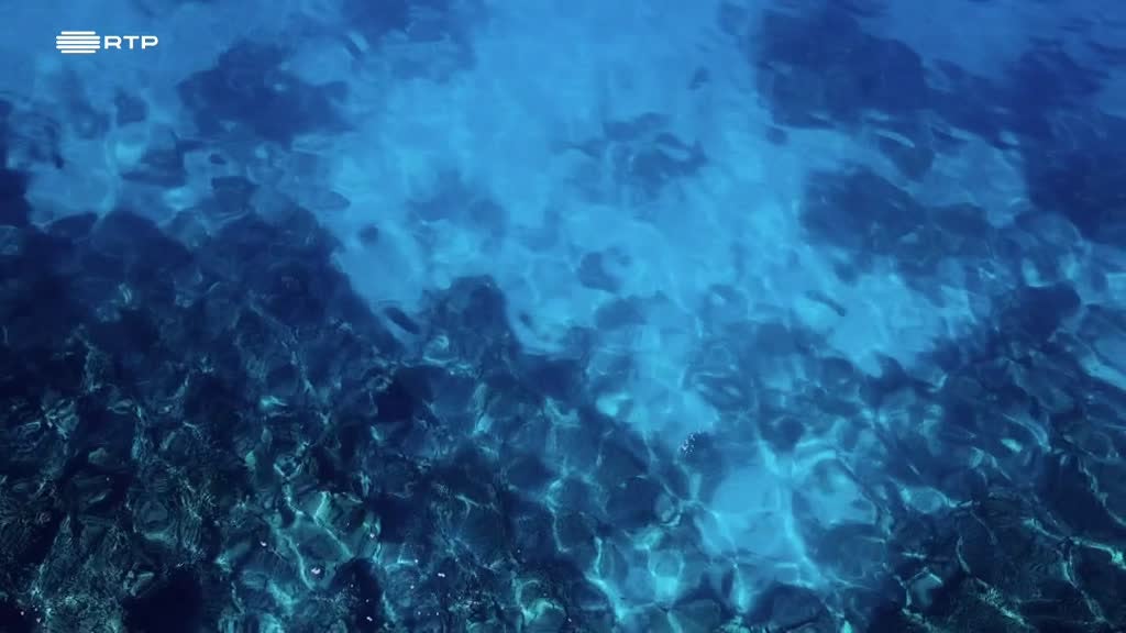 Imagem de Maldivas: O Reino Aquático do Oceano Í - Os Tubarões das Maldivas