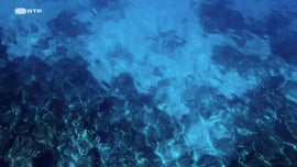 Imagem de Os Tubar�es das Maldivas