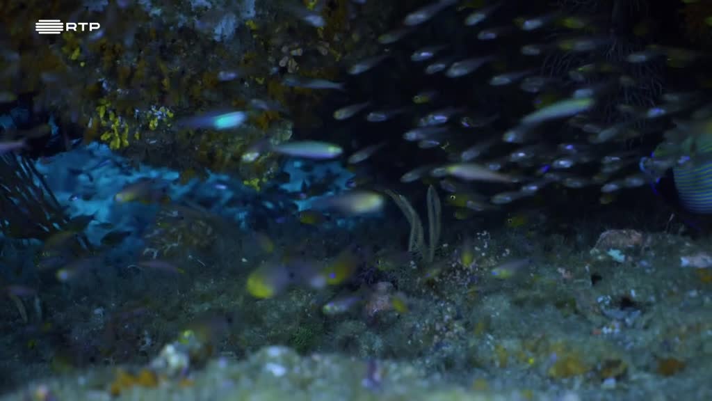 Imagem de Maldivas: O Reino Aquático do Oceano Í - Vida Nova no Kudhi Maa