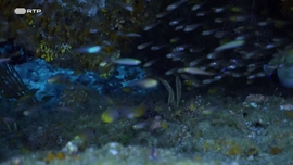 Imagem de Vida Nova no Kudhi Maa