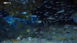 Imagem de Vida Nova no Kudhi Maa