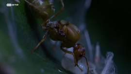 Imagem de A Ilha das Progenitoras Gigantes