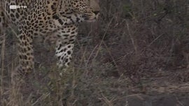Imagem de Guerra dos Tronos dos Leopardos