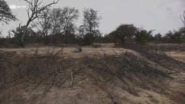 Imagem de Guerra dos Tronos dos Leopardos