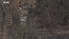 Imagem de Guerra dos Tronos dos Leopardos