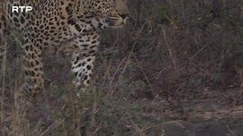 Imagem de Guerra dos Tronos dos Leopardos
