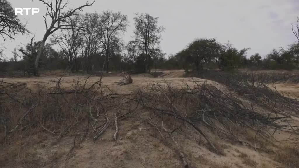 Imagem de Guerra dos Tronos dos Leopardos