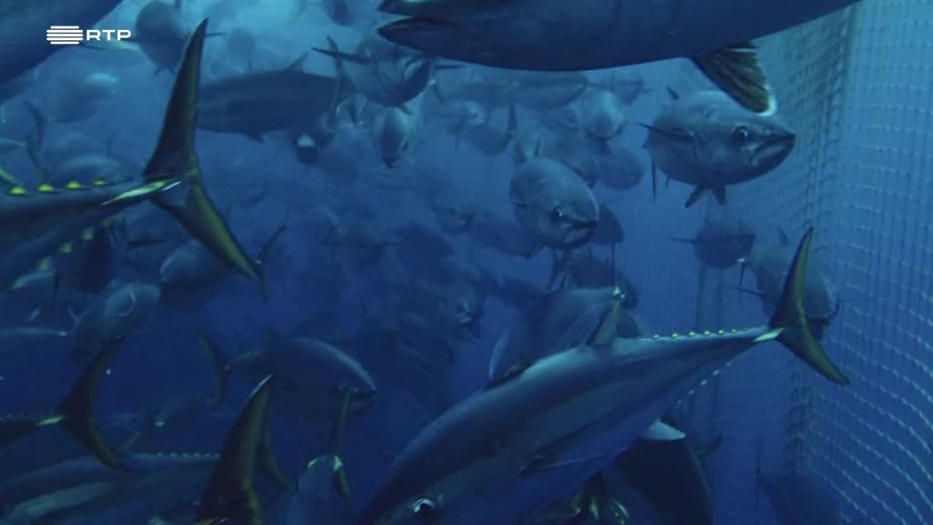 Imagem de Orcas de Gibraltar: Ataques Estranhos