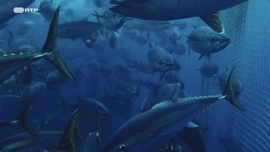 Imagem de Orcas de Gibraltar: Ataques Estranhos