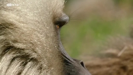 Imagem de Gangues Selvagens