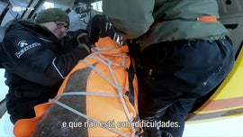 Imagem de Uma Maternidade para os Caribus