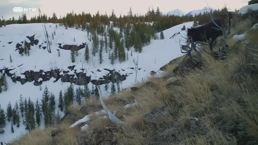 Imagem de À Reconquista das Montanhas Rochosas: D - Um Pacto para os Lobos
