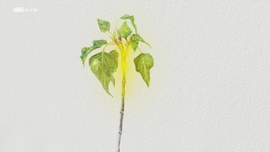 Imagem de O Incrvel Reino das Plantas