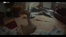 Imagem de Caa aos Gambuzinos