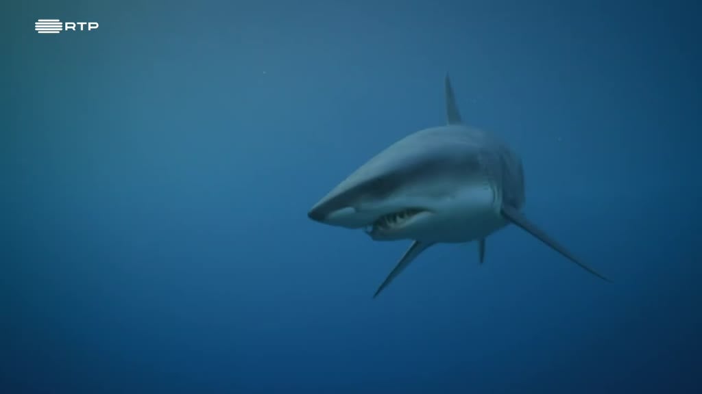 Imagem de Grau de Perigo Animal - África