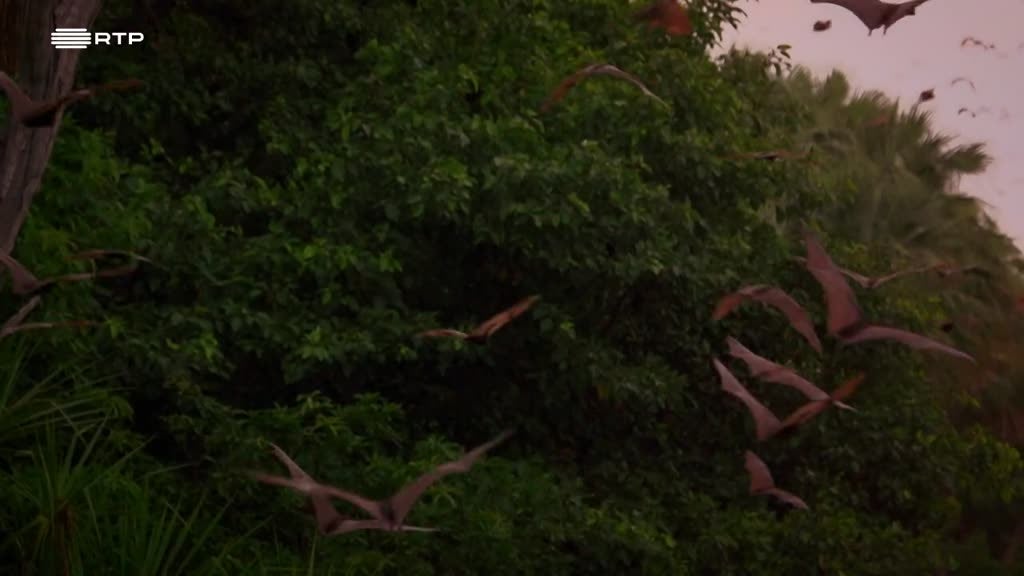 Imagem de Grau de Perigo Animal - Austrália