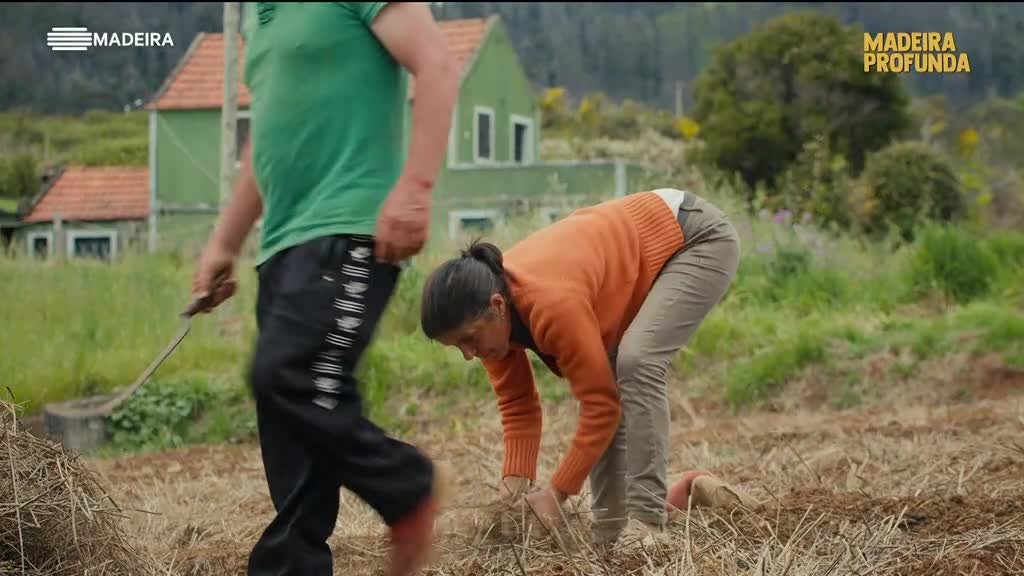 Imagem de Madeira Profunda