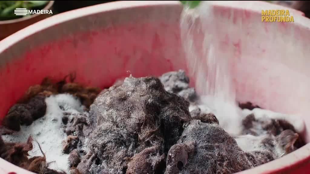 Imagem de Madeira Profunda