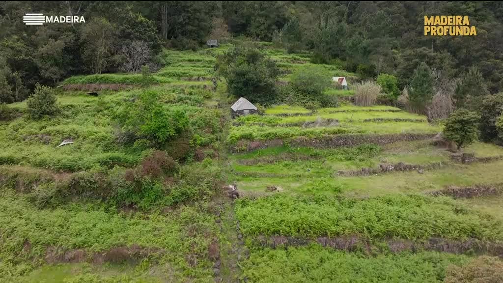 Imagem de Madeira Profunda