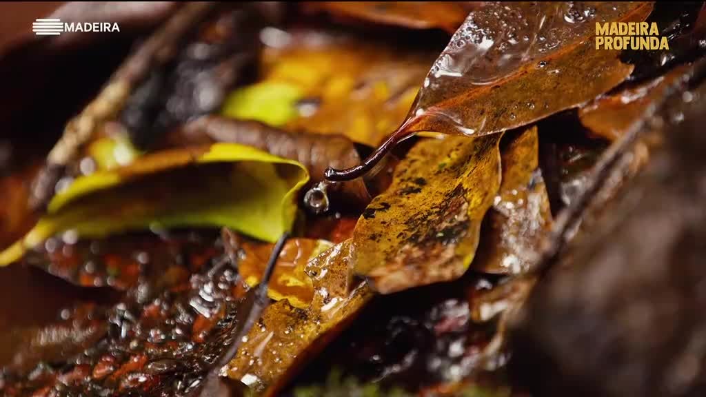 Imagem de Madeira Profunda