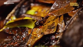 Imagem de Madeira Profunda