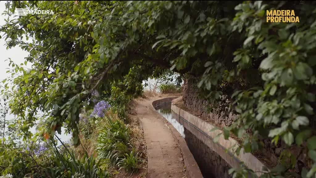 Imagem de Madeira Profunda