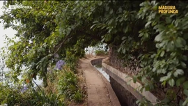 Imagem de Madeira Profunda