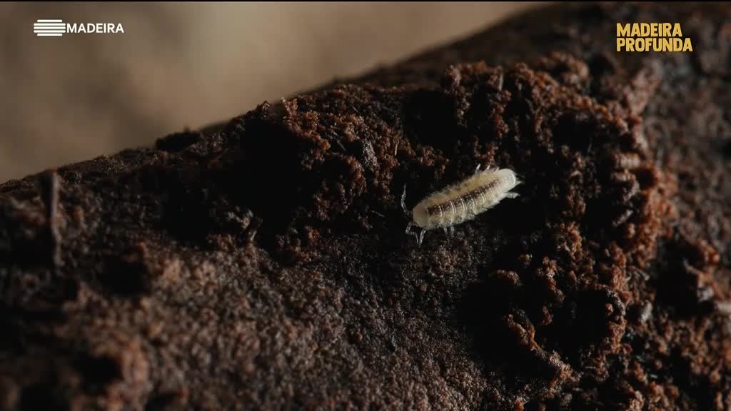 Imagem de Madeira Profunda