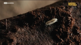 Imagem de Madeira Profunda