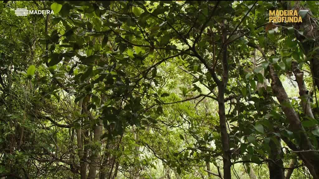 Imagem de Madeira Profunda