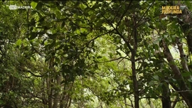 Imagem de Madeira Profunda