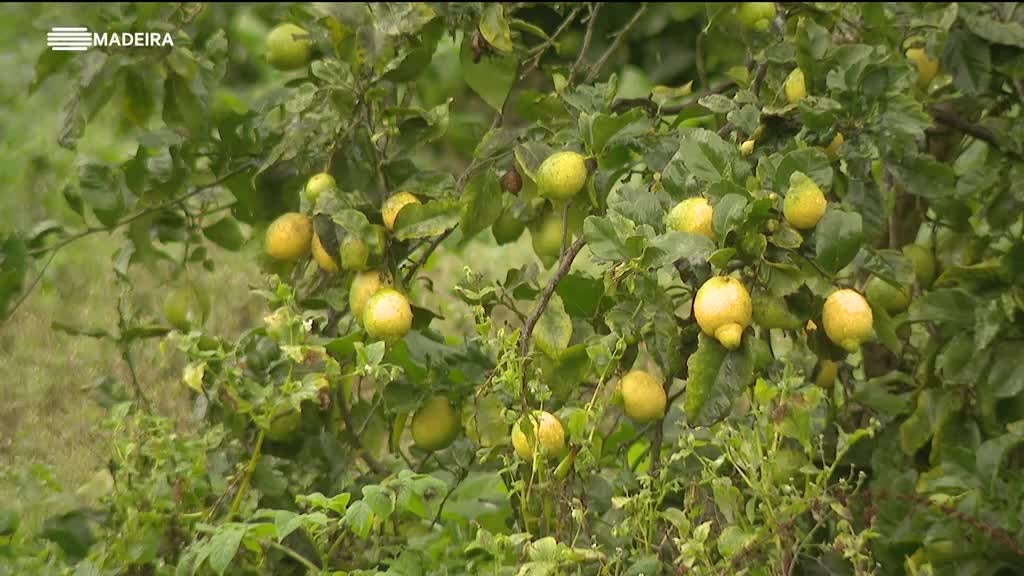 Imagem de Retratos dos Concelhos