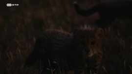 Imagem de Duas Progenitoras, Nove Crias