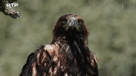 Imagem de Armados e Mort�feros