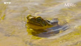 Imagem de Volta ao Mundo