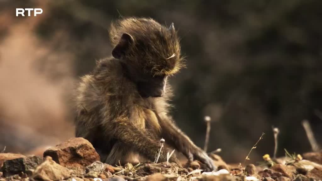 Imagem de O Lado Selvagem de África - A Seca