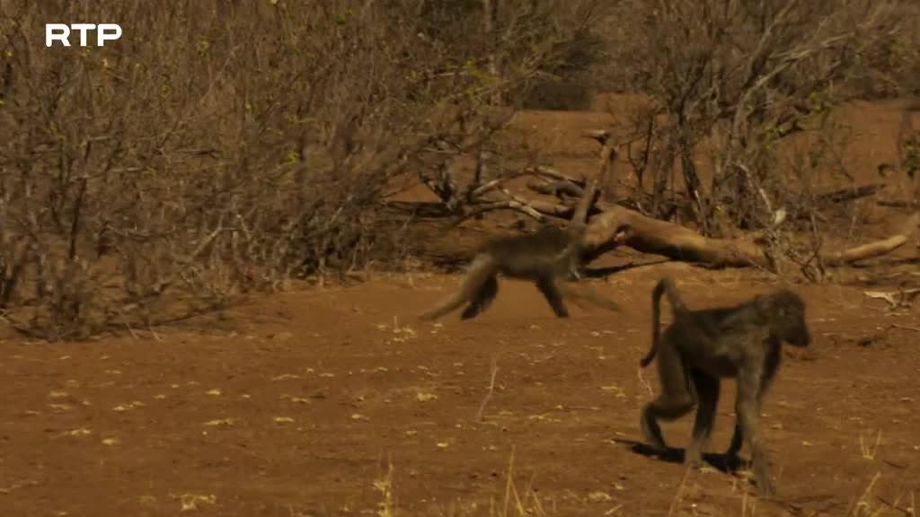 Imagem de O Lado Selvagem de África - O Desafio